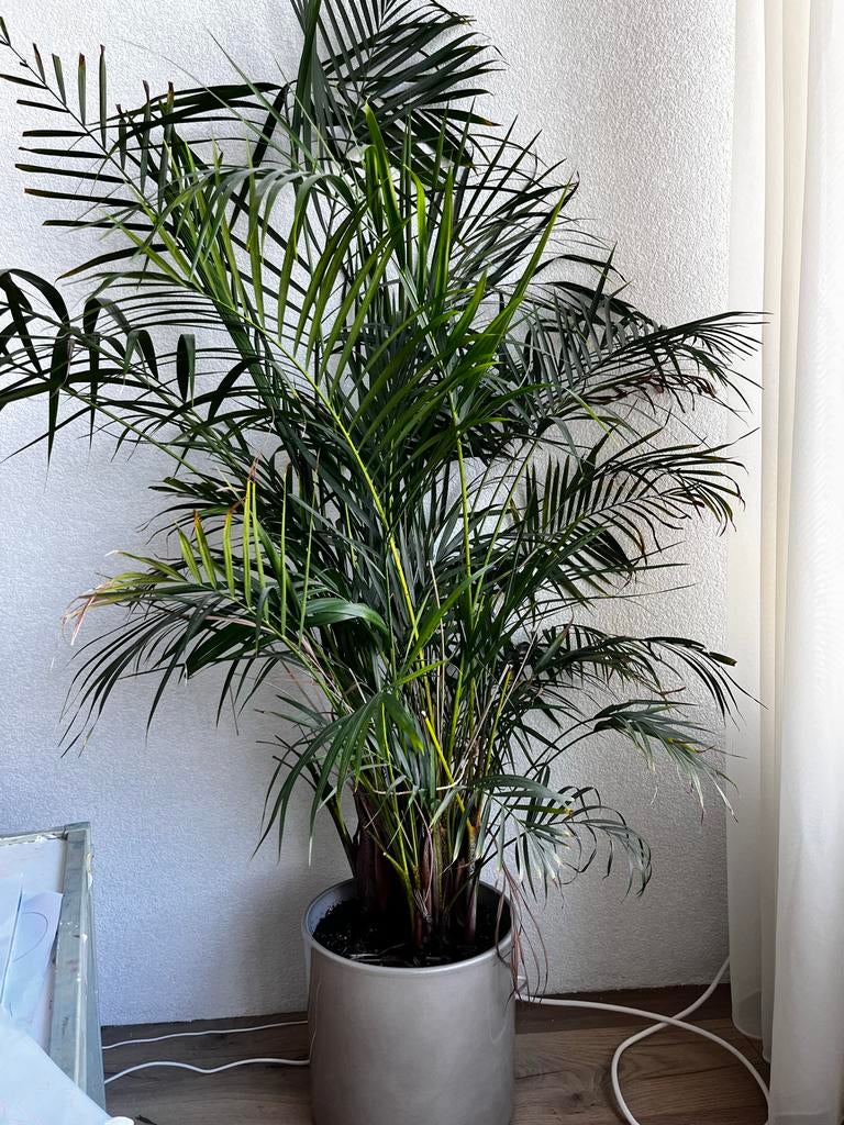 Grote Areca Palm - Kamerplant, Ophalen, Palm, Halfschaduw, In pot