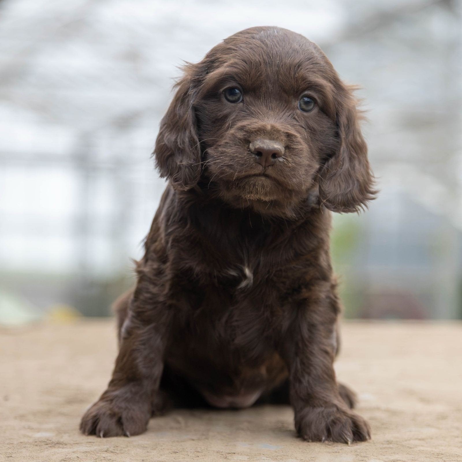 Stabij  Cocker pups – vanaf 31 oktober beschikbaar, Dieren en Toebehoren, Nederland, CDV (hondenziekte), 8 tot 15 weken, Meerdere