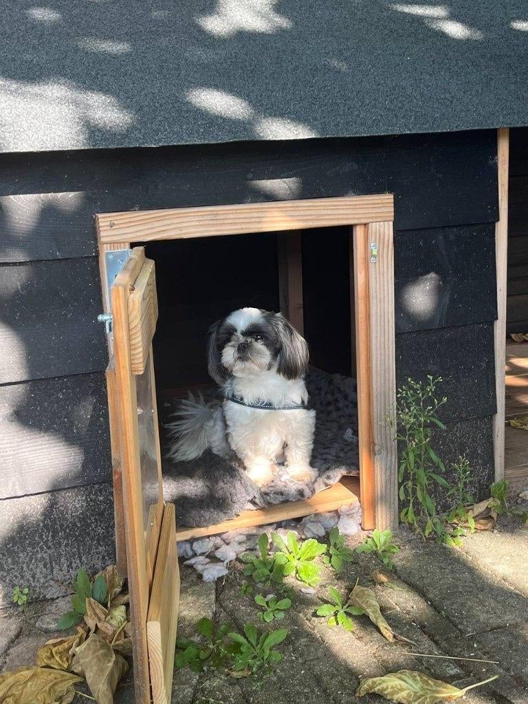 Shitzu teefje 4 jaar zoekt nieuw adres, Dieren en Toebehoren, Honden | Chihuahua's en Gezelschapshonden, Overige rassen, Teef