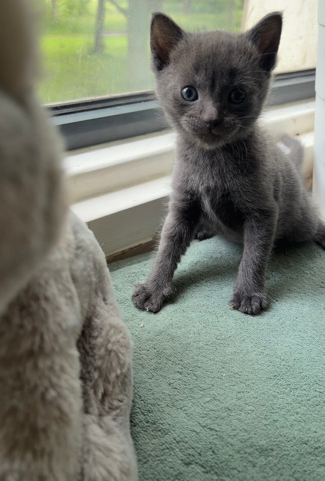 Blauwe Rus kitten, Kater, Ontwormd, 0 tot 2 jaar