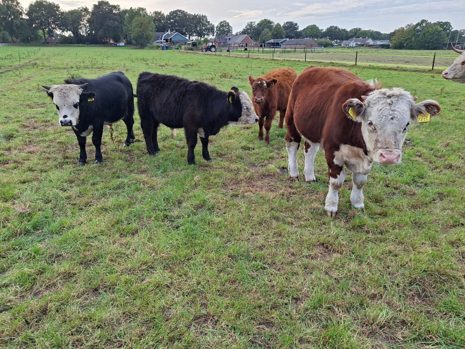 Dahomey stiertje, Dahomey koe, enkele Hereford kalveren, Dieren en Toebehoren, Meerdere dieren