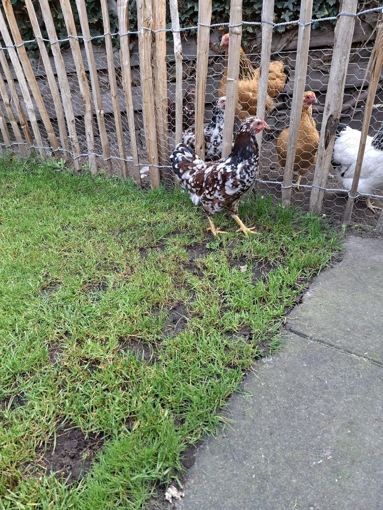 Wyandotte kriel Haan., Dieren en Toebehoren, Mannelijk, Kip