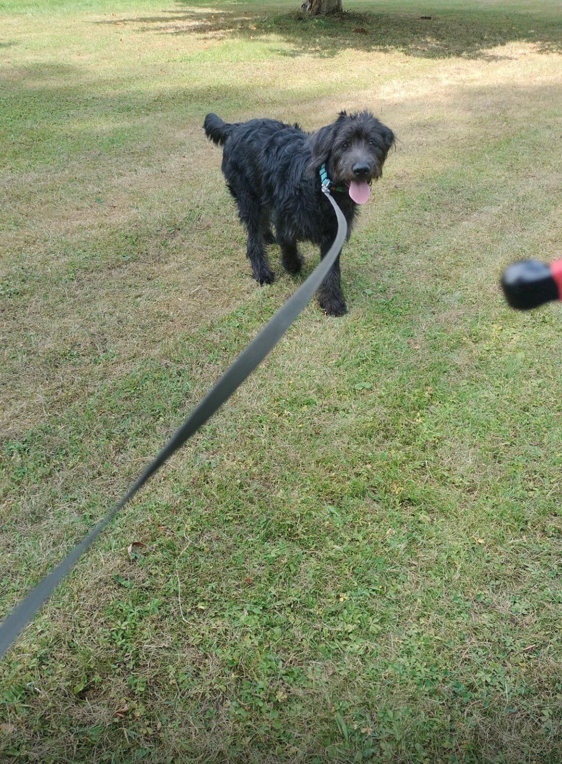 Labradoodl reu, Dieren en Toebehoren, Parvo, 15 weken tot 1 jaar, Eén hond, Nederland