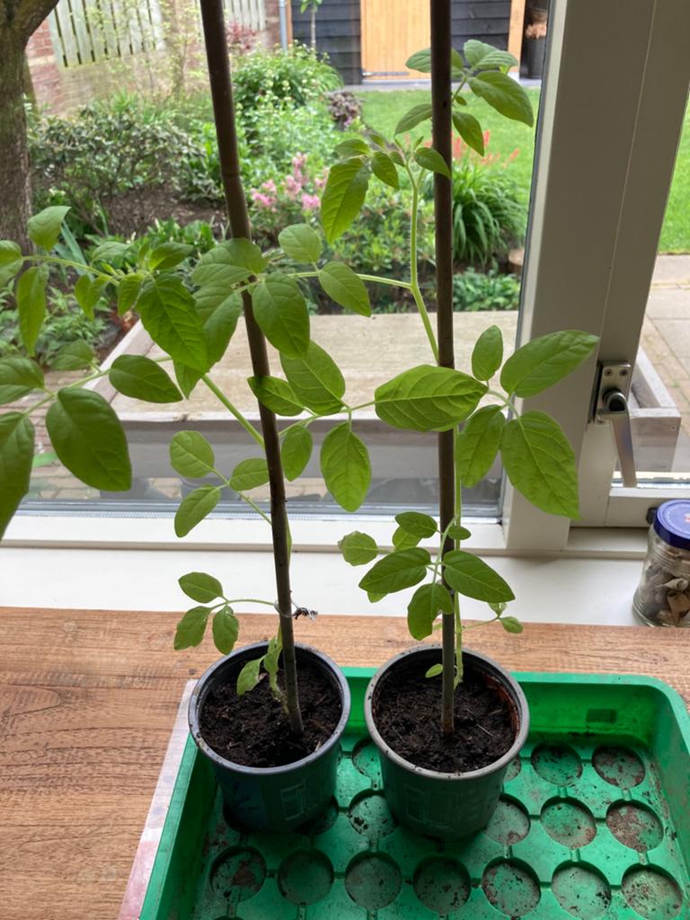 Cherrytomaten planten, eigen kweek, Tuin en Terras, Planten | Tuinplanten, Ophalen, Volle zon, Eenjarig, Zomer