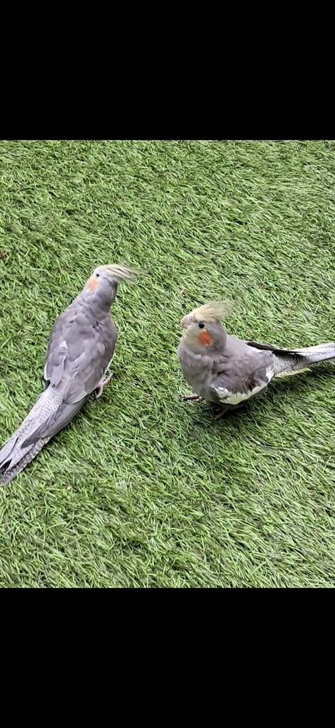 2 valk parkieten met grote houten kooi, Dieren en Toebehoren, Vogels | Parkieten en Papegaaien, Meerdere dieren, Parkiet, Tam