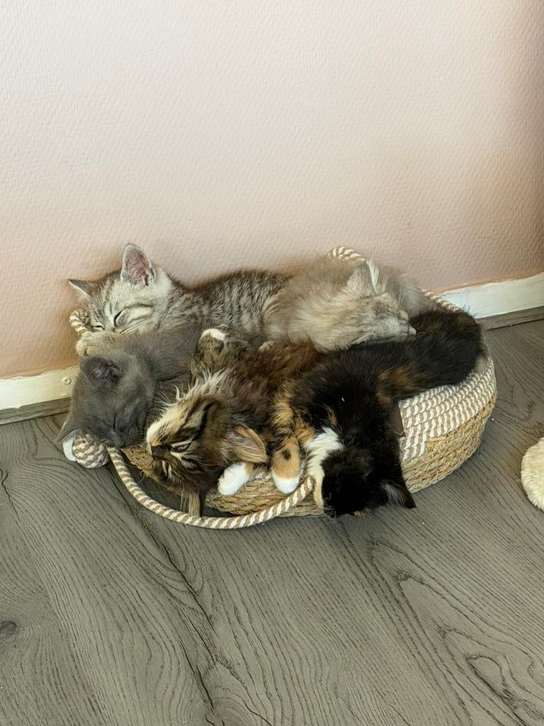 Brits Korthaar mix, Meerdere dieren, 0 tot 2 jaar