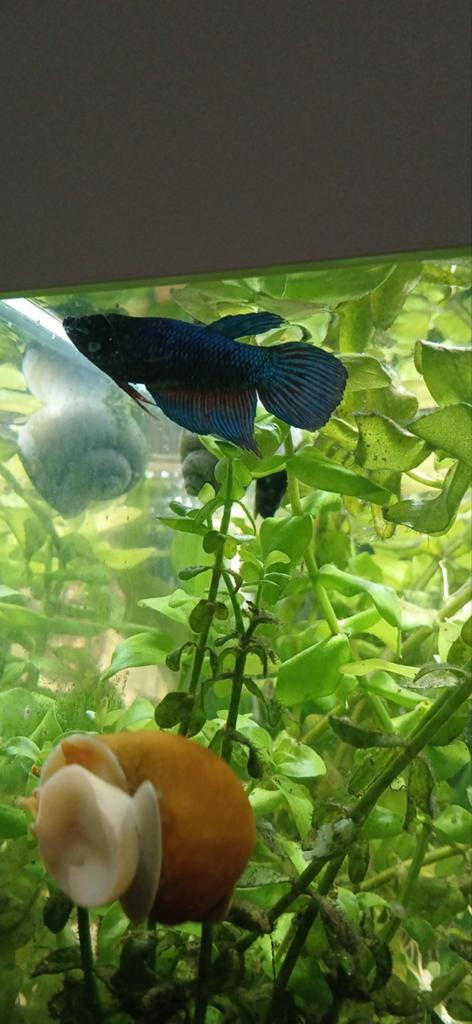 3 Betta kempvissen vrouwelijk., Dieren en Toebehoren, Vissen | Aquariumvissen, Vis