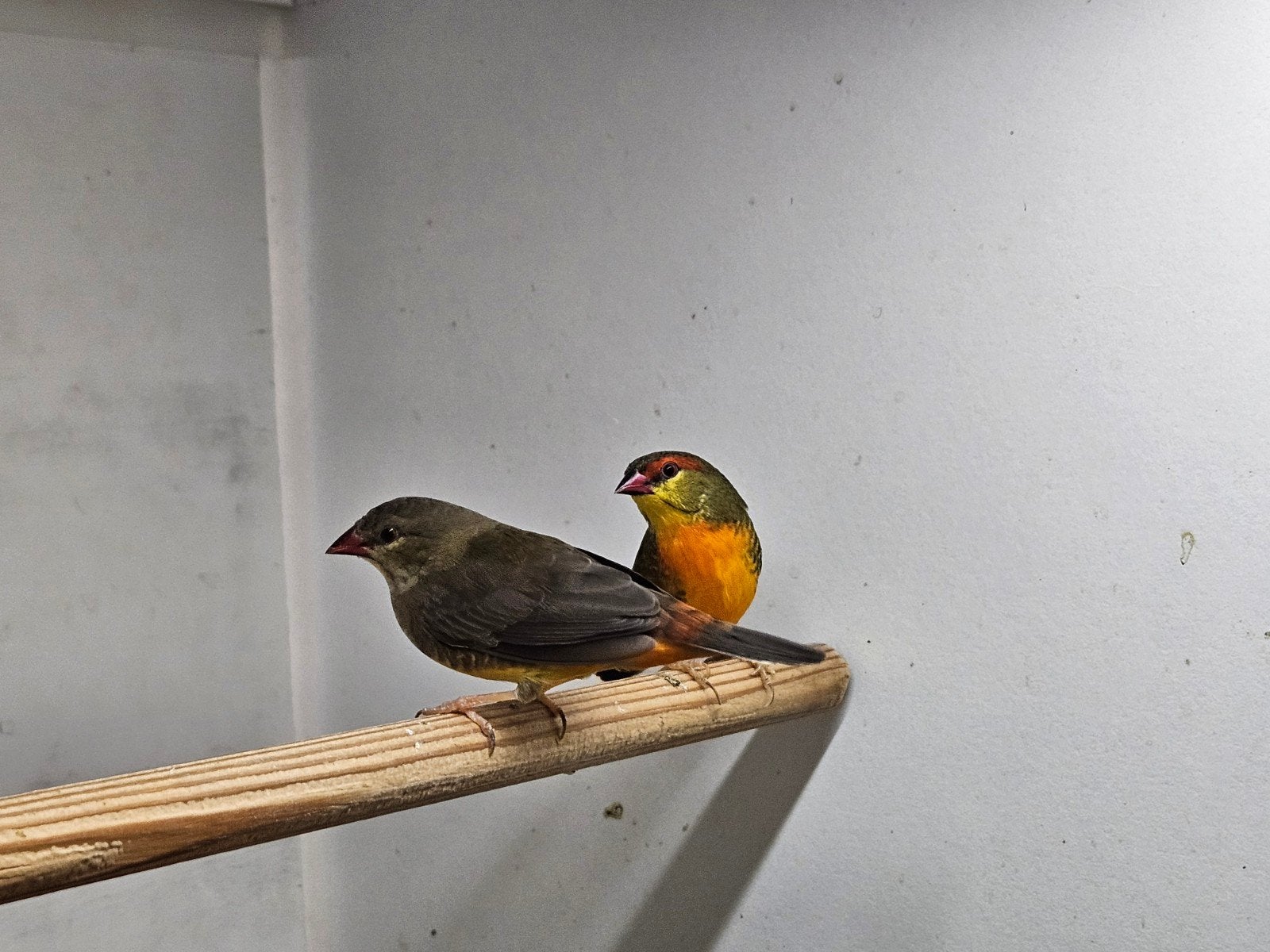 Goudbuikjes, Dieren en Toebehoren, Meerdere dieren