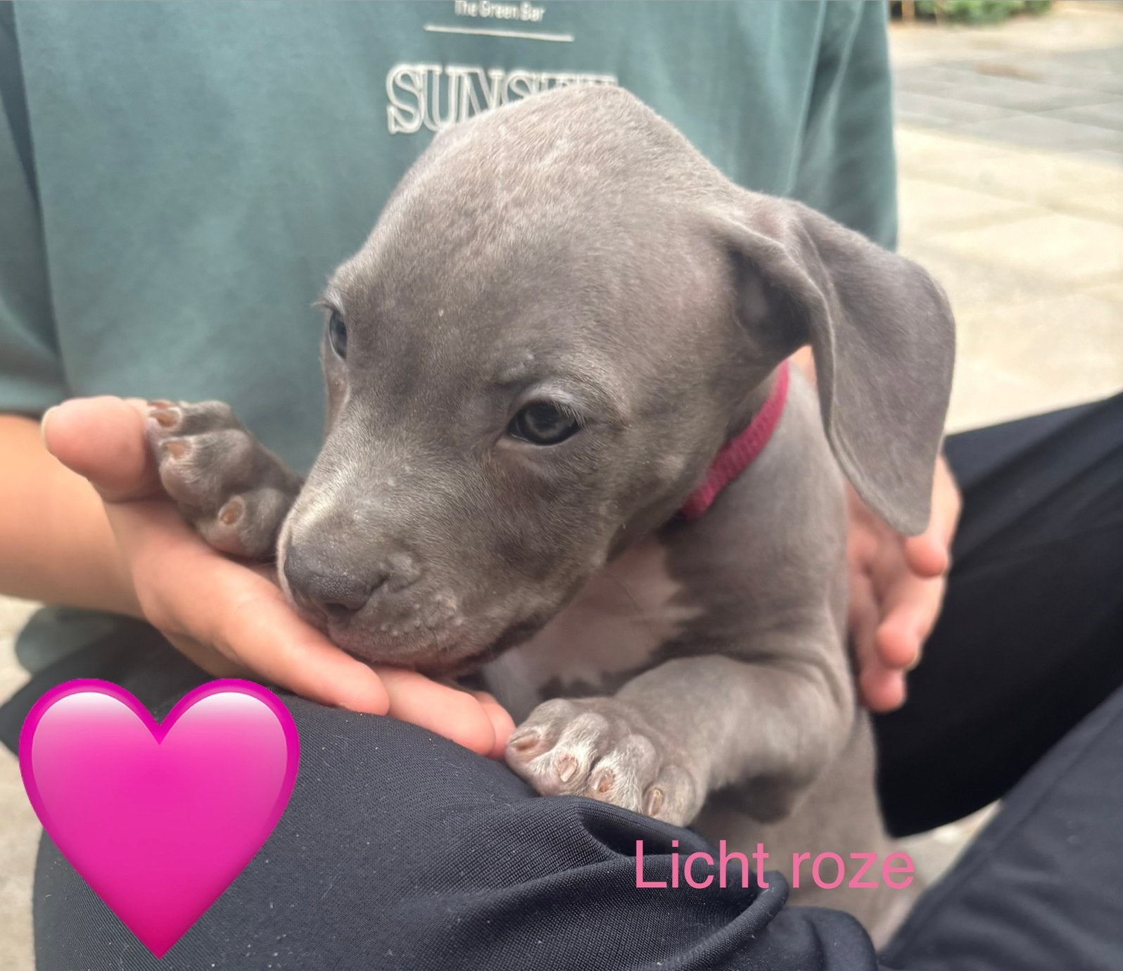 Puppies 11 weken oud! Mogen verhuizen!, Dieren en Toebehoren, 8 tot 15 weken, Groot, Meerdere, Meerdere dieren