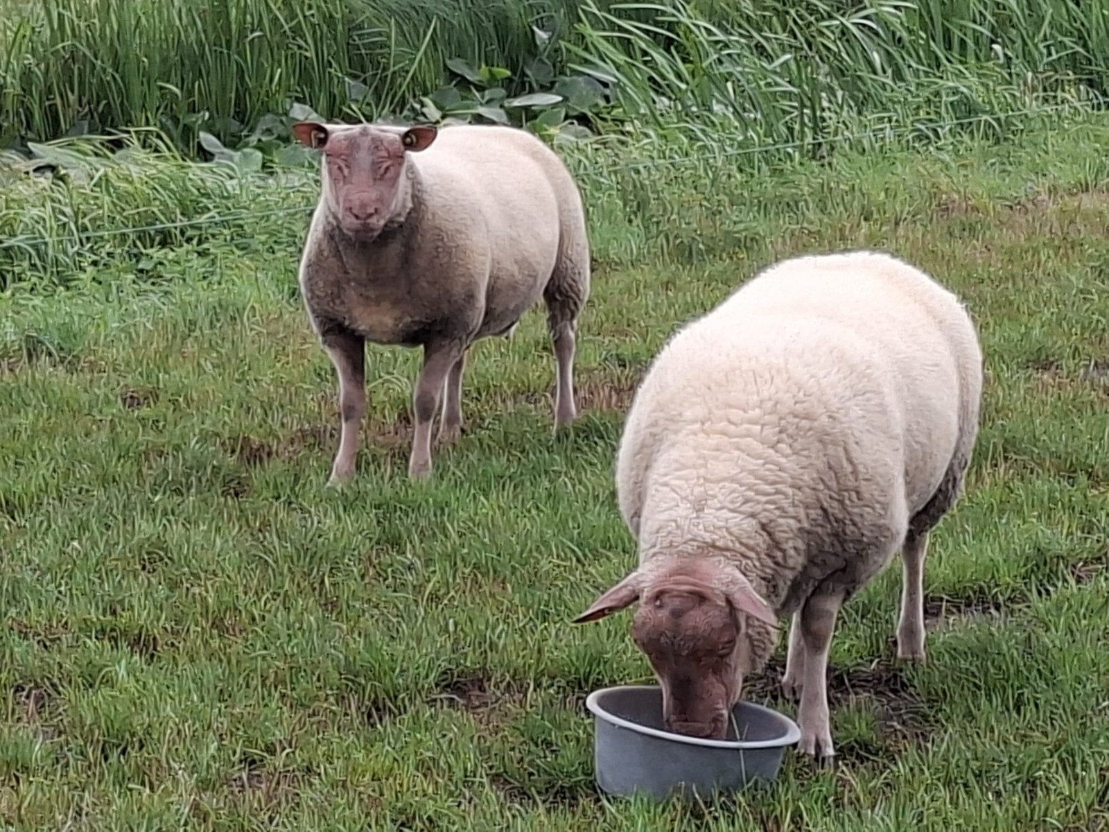 rouge de l'ouest dekrammen, Dieren en Toebehoren, Mannelijk, Schaap, 0 tot 2 jaar
