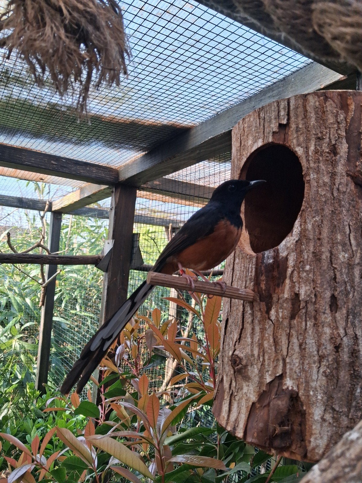 Schamalijsters 2026., Mannelijk, Tropenvogel, Geringd