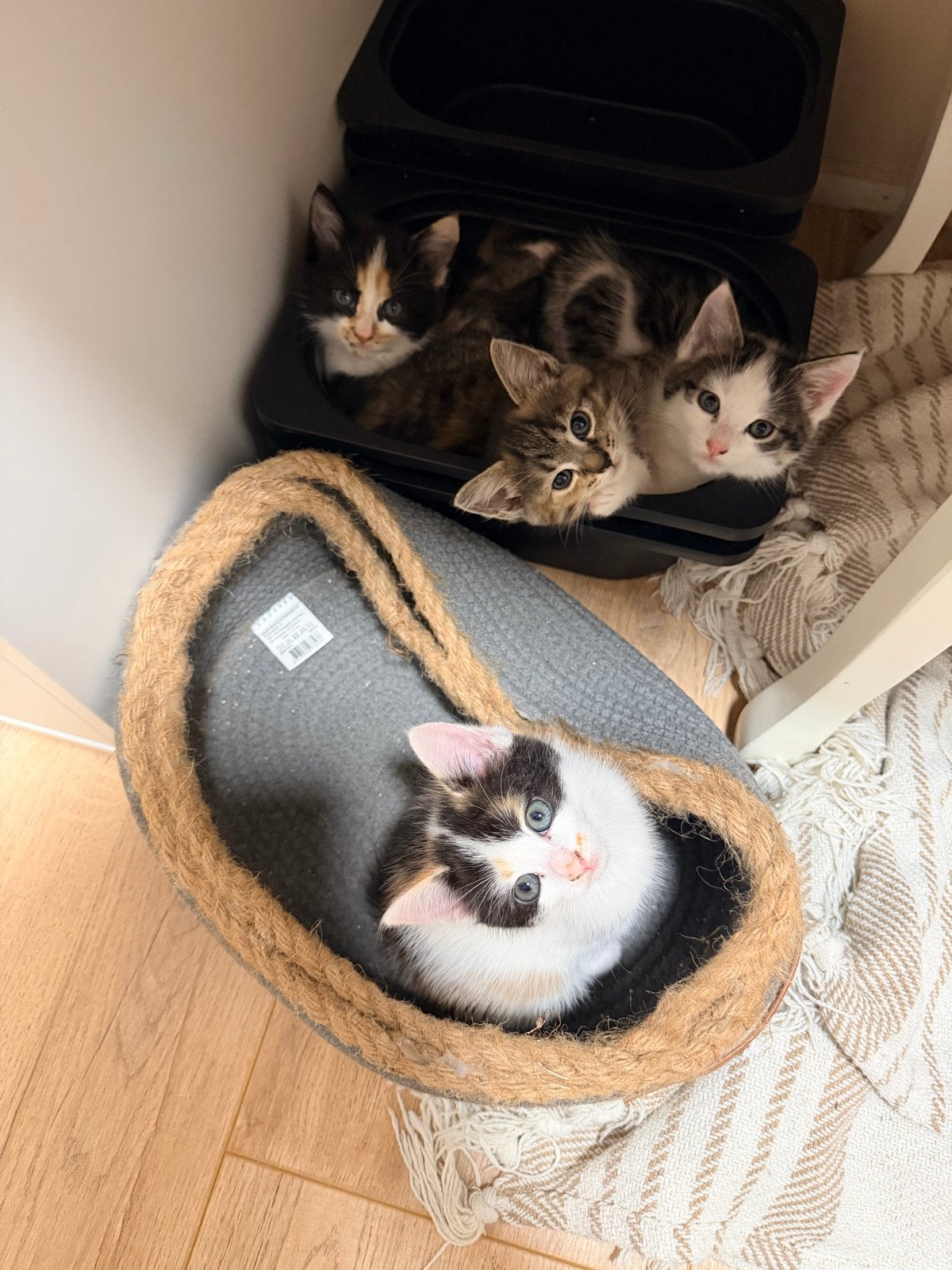 Kittens, Meerdere dieren