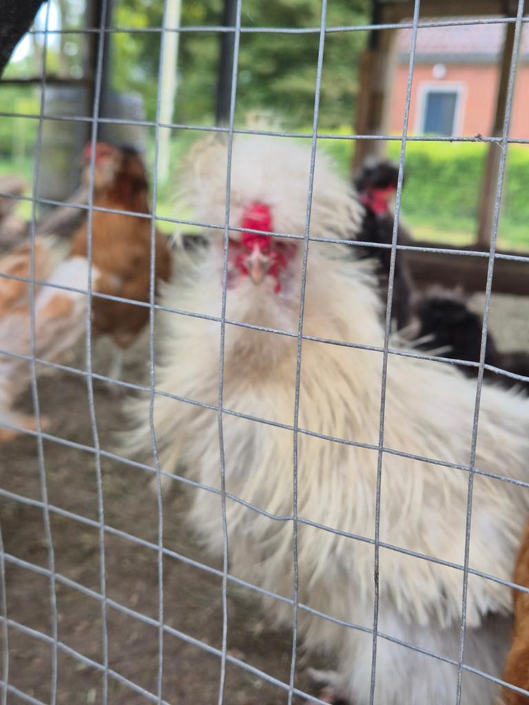 3 usa zijdehoen kriel haantjes zwart mottled en wit, Dieren en Toebehoren, Mannelijk, Kip