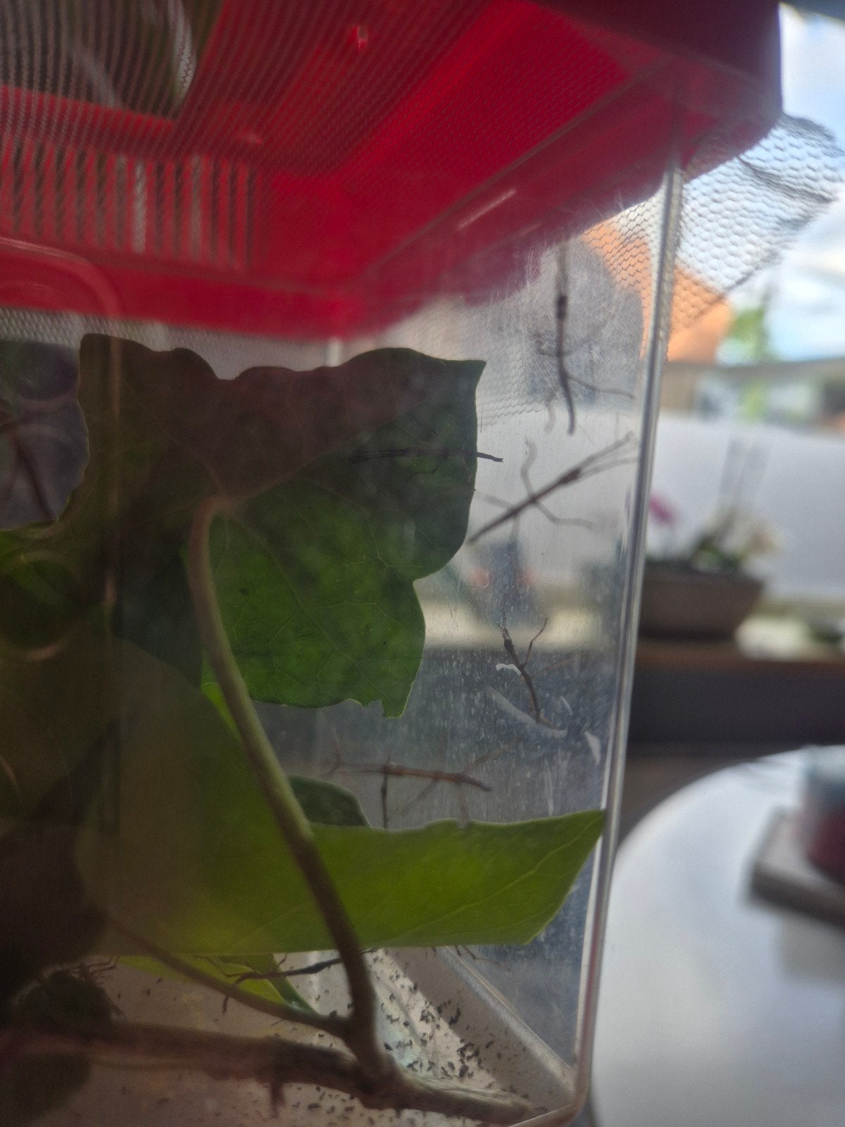 Babies Indische wandelende takken, Dieren en Toebehoren, Insecten en Spinnen, Wandelende tak