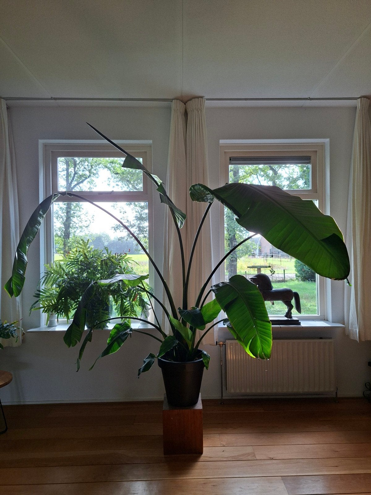 Strelitzia kamerplant te koop, Ophalen, 200 cm of meer, Overige soorten, In pot
