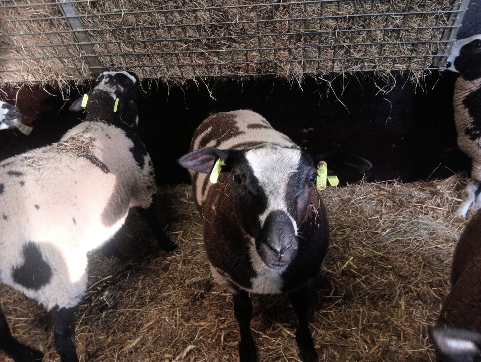 Aangeboden bonte dekram, Mannelijk, Schaap, 0 tot 2 jaar