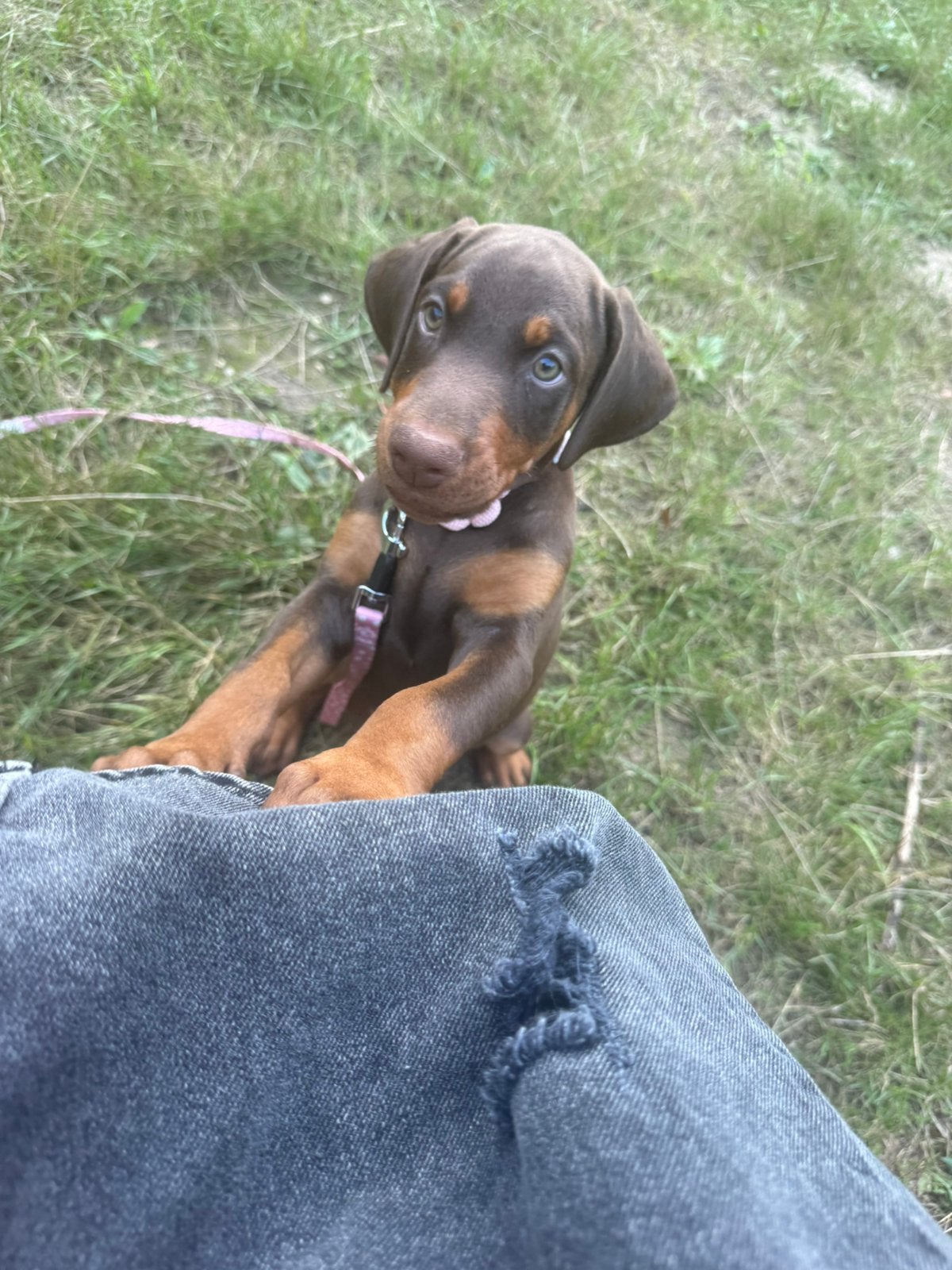 Dobermann pups nog een teefje beschikbaar, Dieren en Toebehoren, Honden | Bulldogs, Pinschers en Molossers, Parvo, Overige rassen