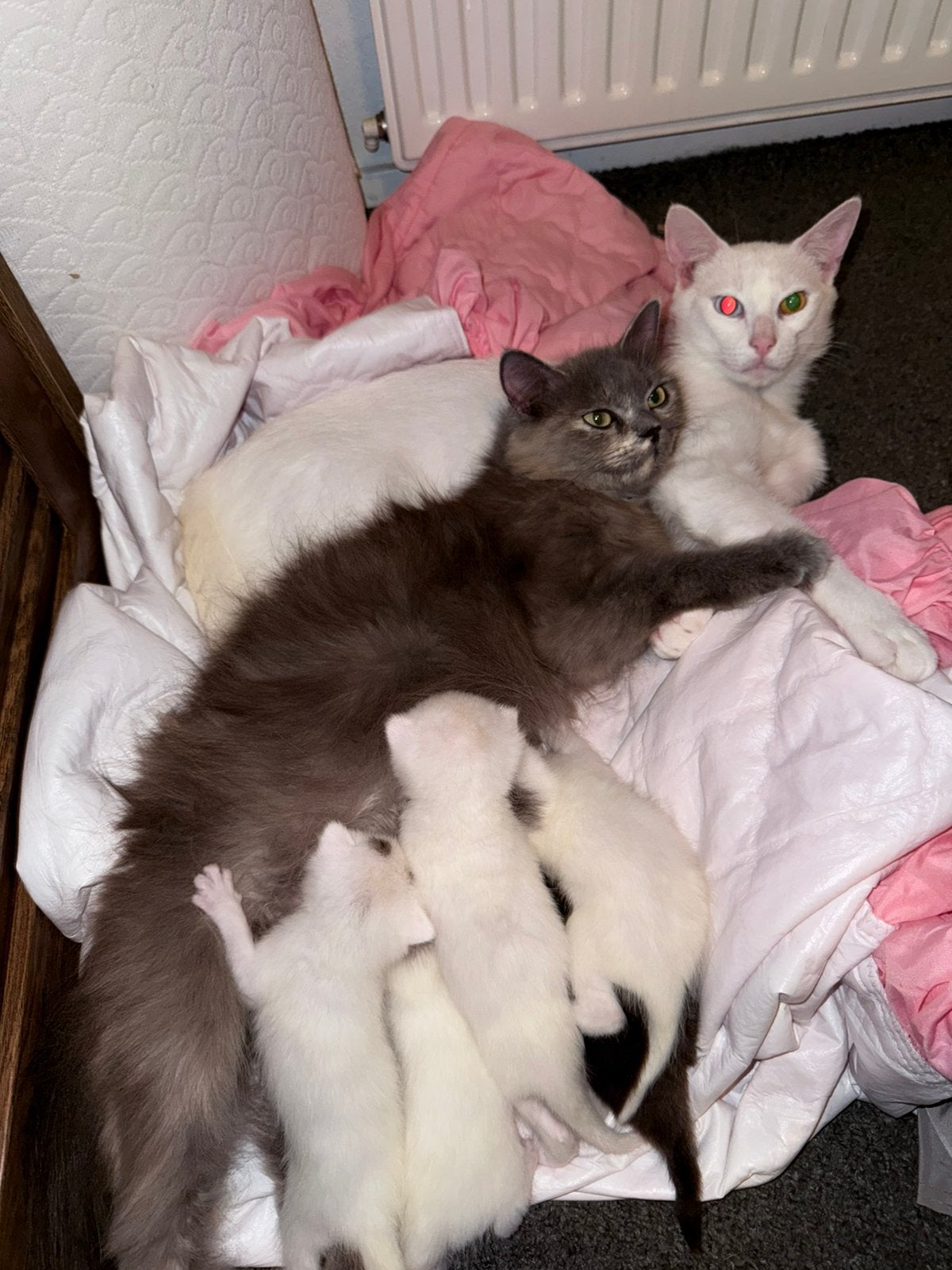 Kittens, Ophalen of Verzenden