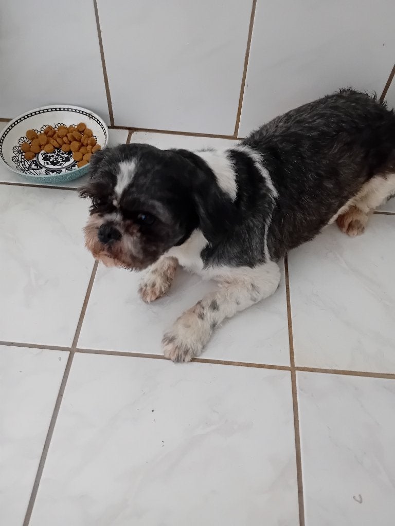 Te koop Shih Tzu, Dieren en Toebehoren, Parvo, Reu, Eén hond, Klein