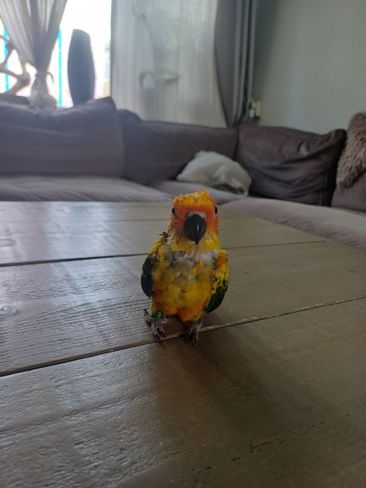 3 mooie zonneparkiet baby's, Dieren en Toebehoren, Geslacht onbekend, Parkiet, Geringd