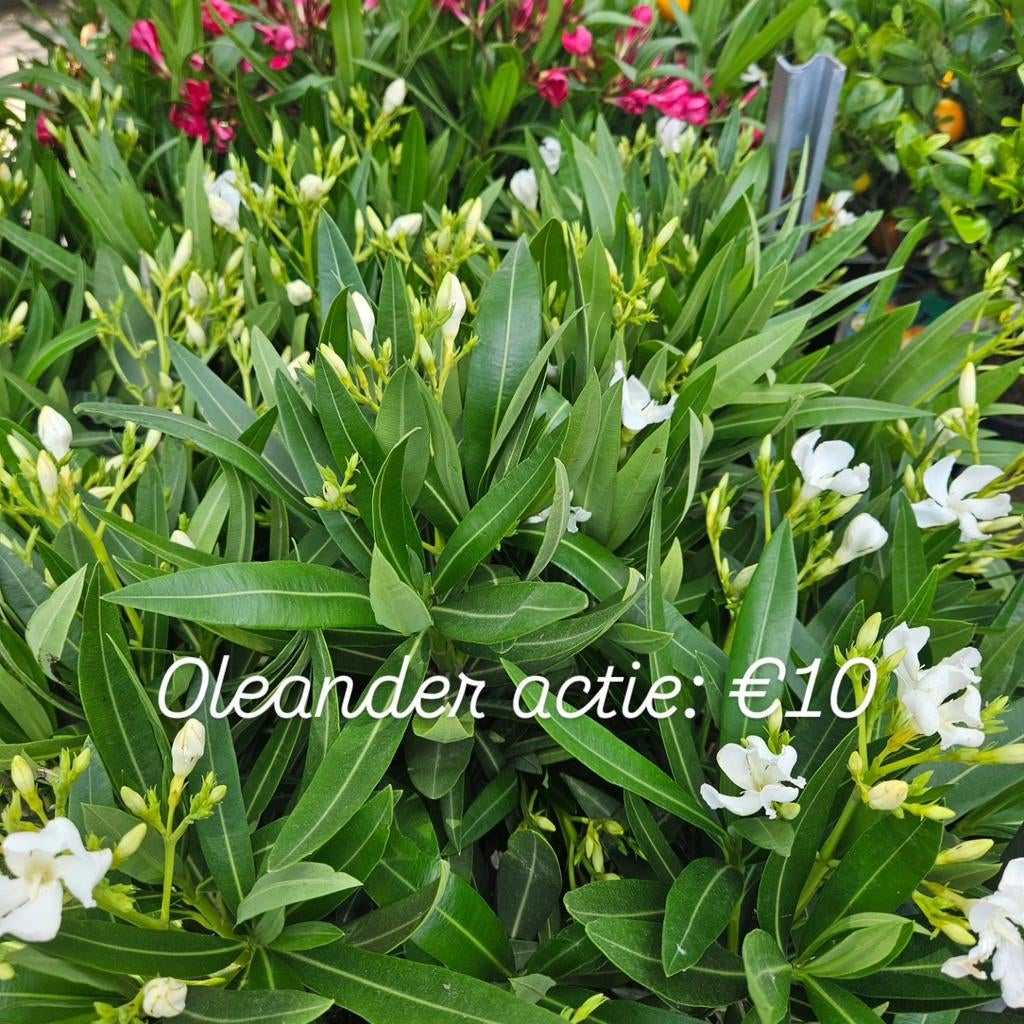 HEMELVAARTDAG ACTIE: Oleander 10 euro
