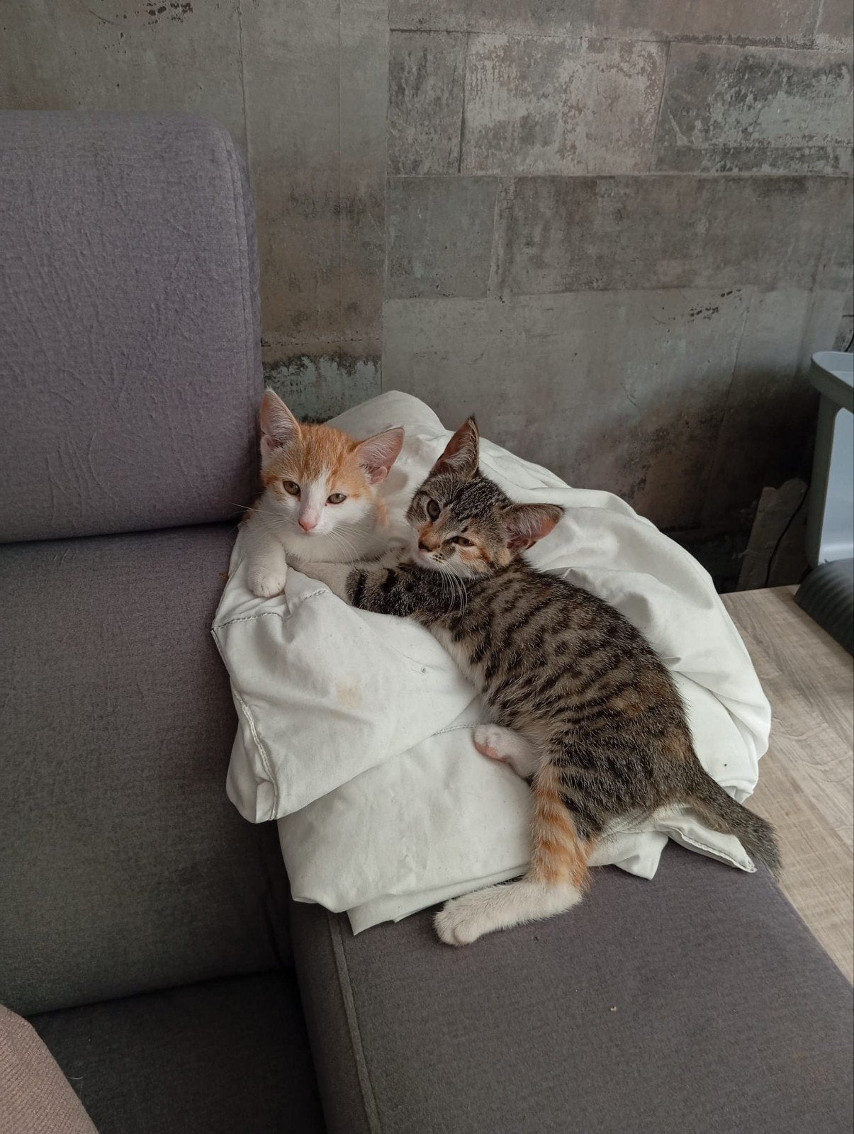 2 meisjes kittens
