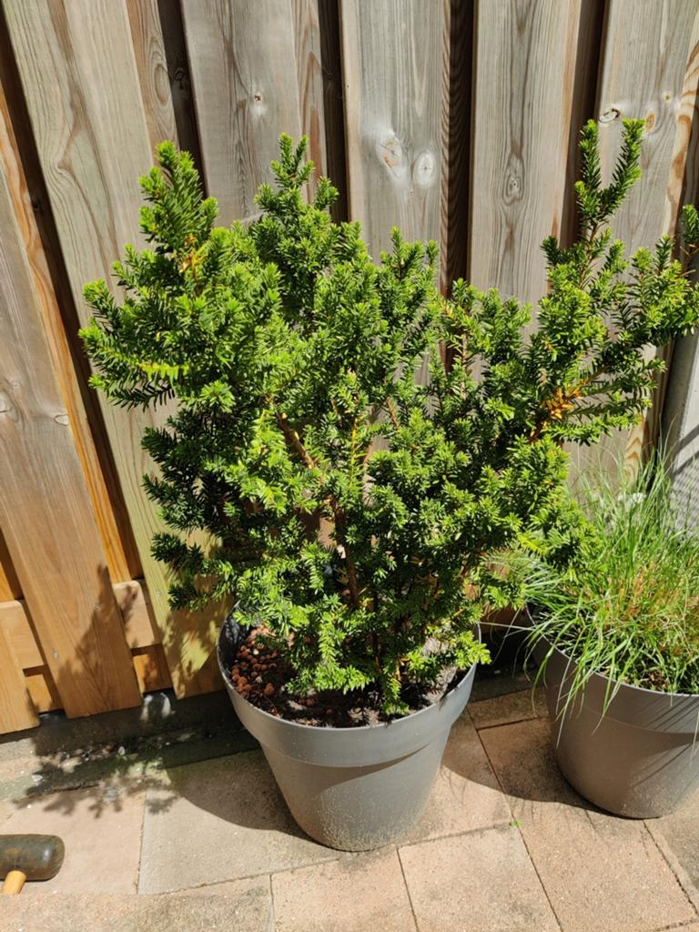 Taxus plant met gratis pot, Ophalen, Taxus, Minder dan 100 cm