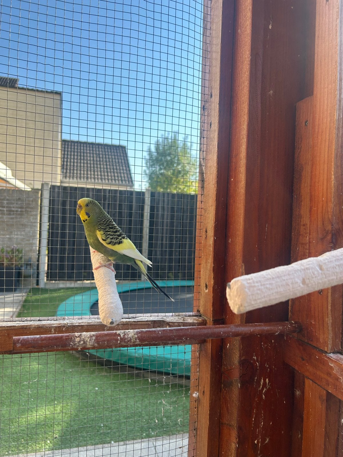 Grasparkieten te koop, Dieren en Toebehoren, Vogels | Parkieten en Papegaaien