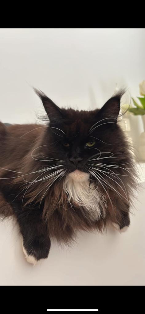 Maine coon herplaatser, Dieren en Toebehoren, Poes