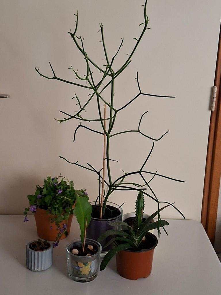 Kamerplanten,cactus set, Ophalen, Cactus, Volle zon, Minder dan 100 cm