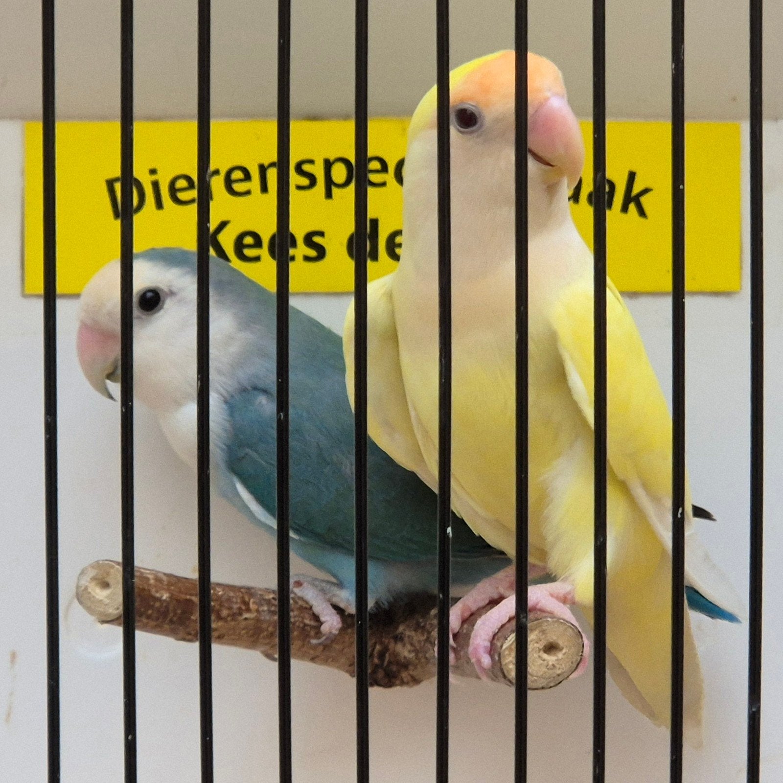 koppel agapornis roseicollis geel/zeegroen