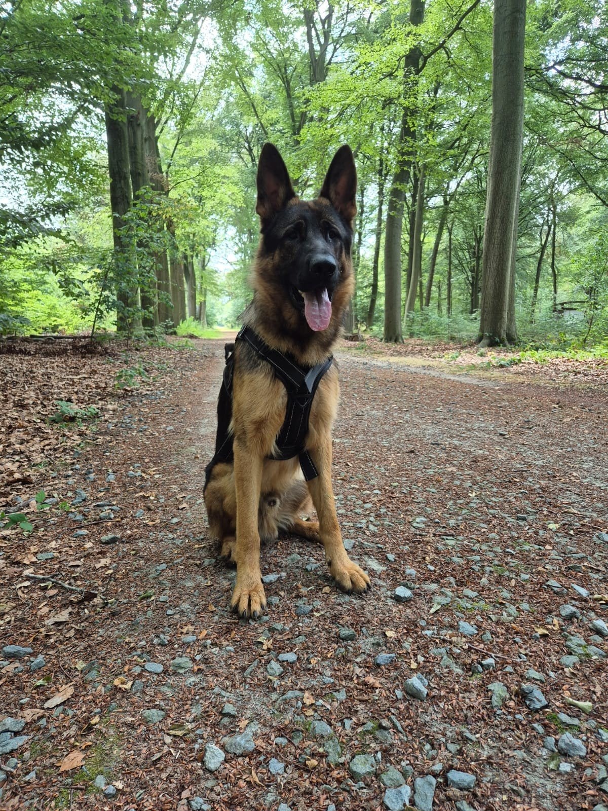 Duitse herder reu 1 jaar, Reu, 1 tot 2 jaar, Parvo, Eén hond