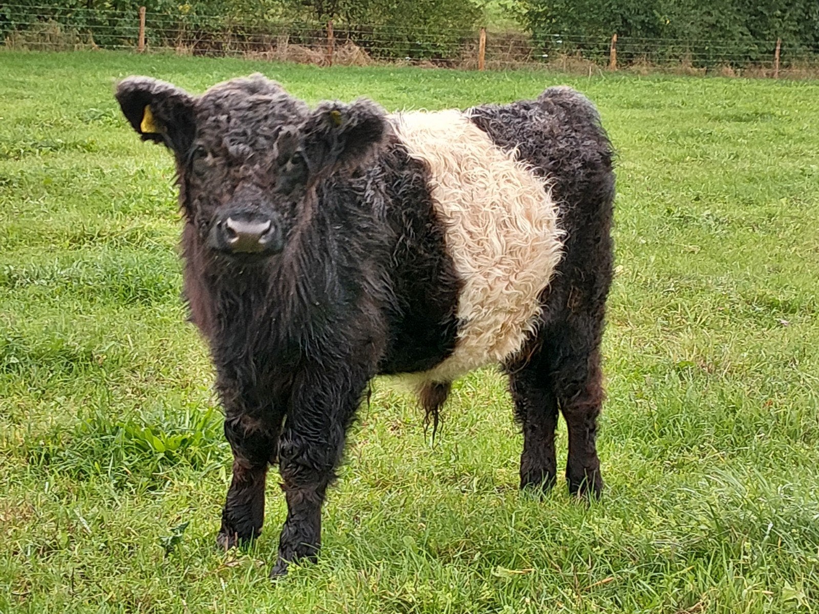 Belted galloway stier, Dieren en Toebehoren, Mannelijk