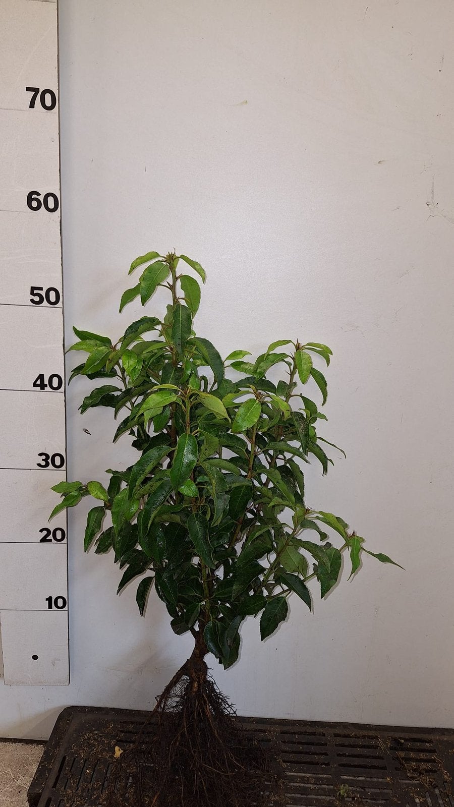 Portugese laurier. Prunus lusitanica angustifolia wortelgoed, Tuin en Terras, Planten | Struiken en Hagen, Ophalen of Verzenden