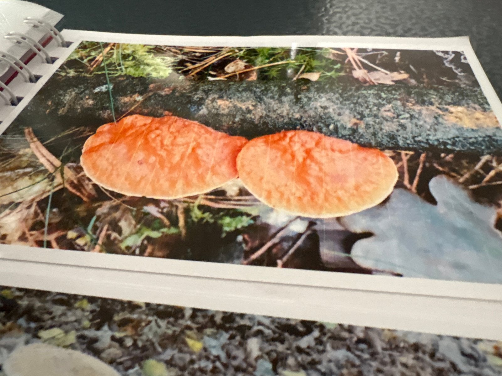 Twee boeken met zelf gemaakte foto’s van paddenstoelen, Hobby en Vrije tijd, Kaarten | Zelfgemaakt, Ophalen of Verzenden, Zo goed als nieuw