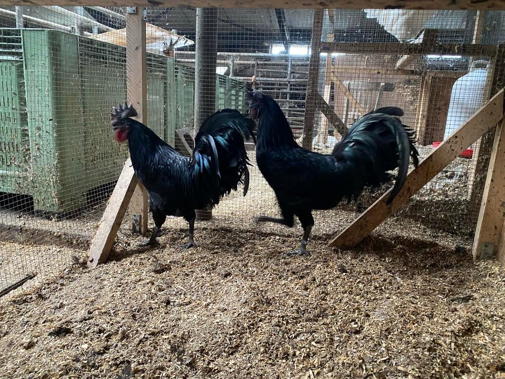 Twee ayam cemani hanen, Dieren en Toebehoren, Pluimvee, Mannelijk, Kip