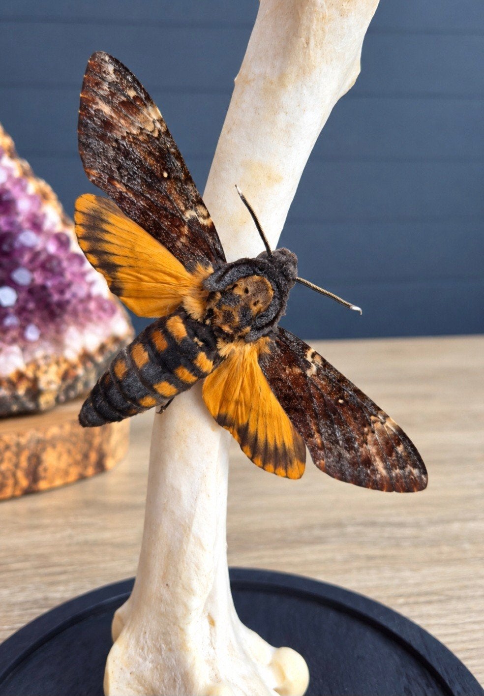 doodshoofdvlinder,  opgezette vlinder, stolp, Verzamelen, Ophalen of Verzenden, Nieuw, Insect, Opgezet dier