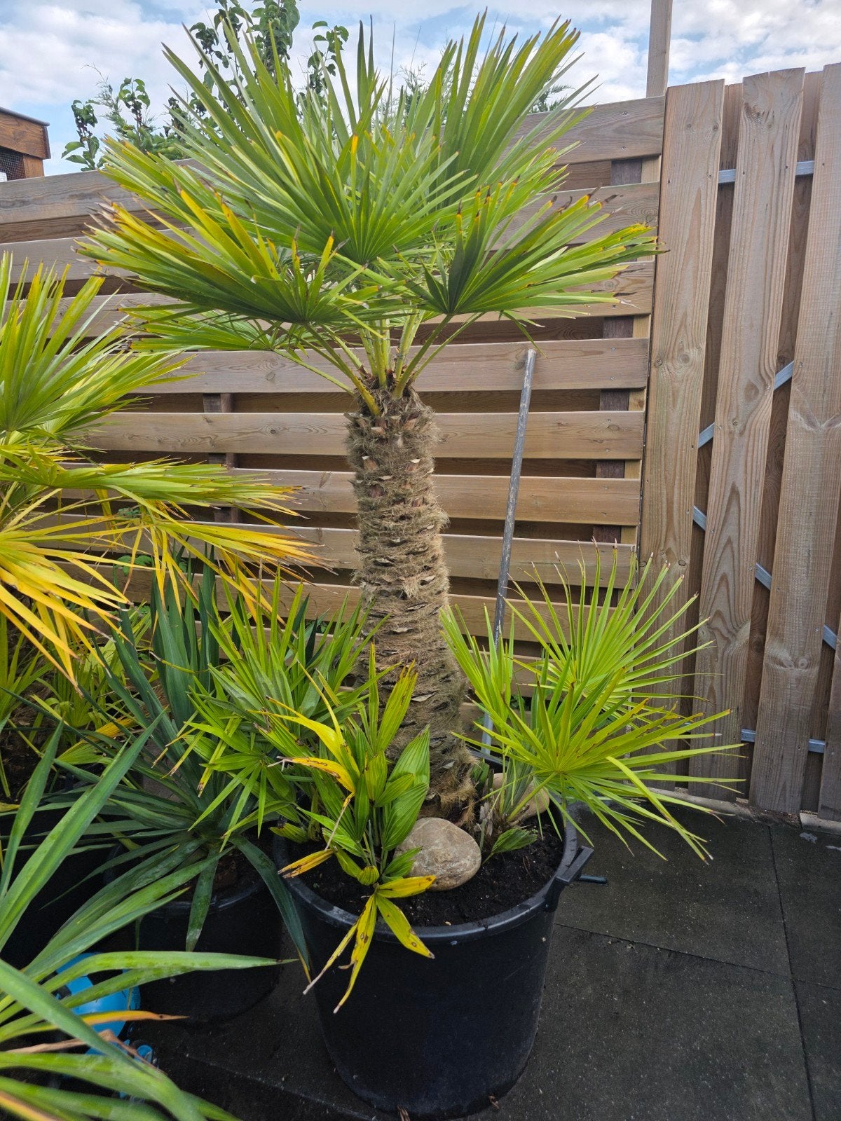 Grote Trachycarpus Fortunei Palmboom in pot, Volle zon, Vaste plant, Bloeit niet, Ophalen