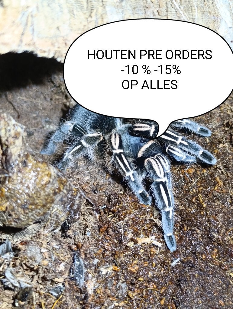 Vogelspinnen: versicolor , brachypelma , metal , avicularia, Dieren en Toebehoren, Spin of Schorpioen