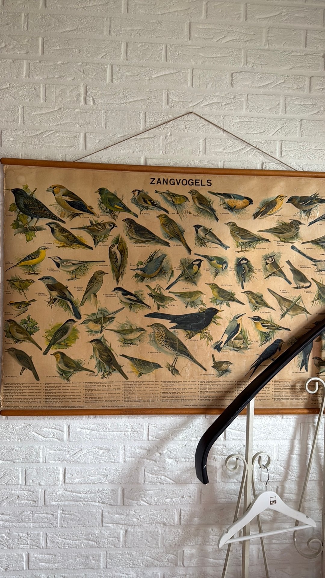 Oude schoolkaart met zangvogels ., Ophalen, Wandhanger, Vintage, Zo goed als nieuw