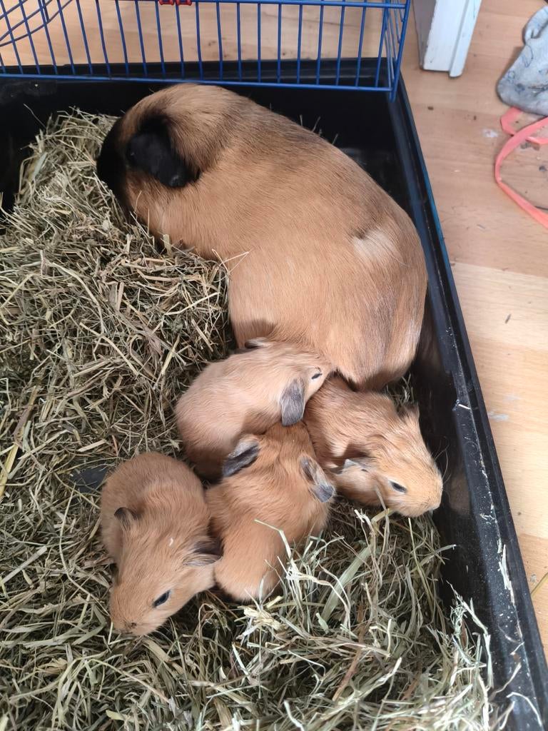 Californische Cavia's te koop, mannetjes (geboren 18 april), Ophalen, Nieuw