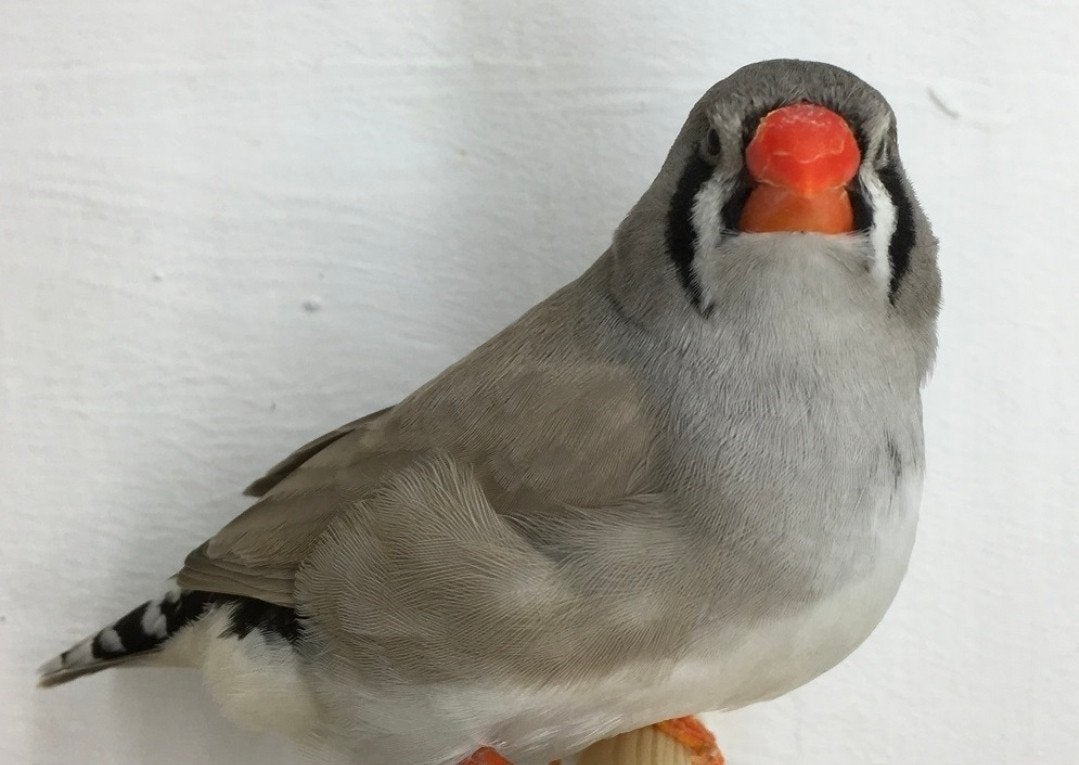 gezocht/ontsnapt, Dieren en Toebehoren, Vogels | Overige Vogels, Meerdere dieren