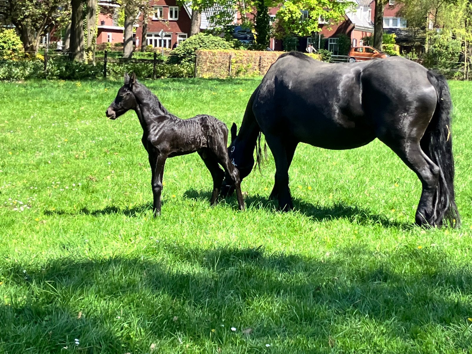 Fries hengst veulen Markus x Tsjalke, Dieren en Toebehoren, Paarden, Met stamboom, Niet van toepassing, Dressuurpaard, 0 tot 2 jaar