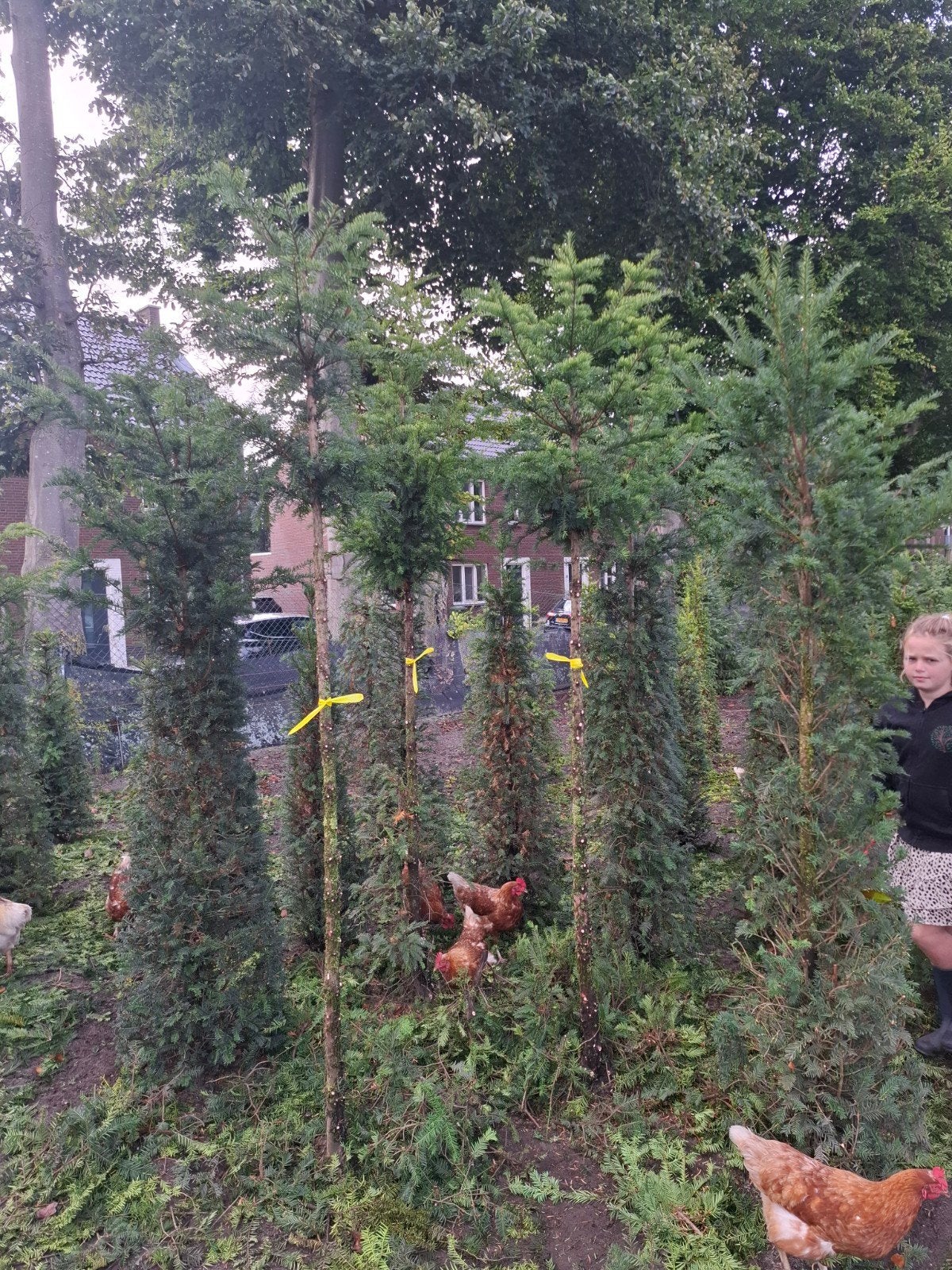 taxus baccata hoogstam bomen gezocht / gevraagd, Ophalen, Bloeit niet, Halfschaduw, Overige soorten