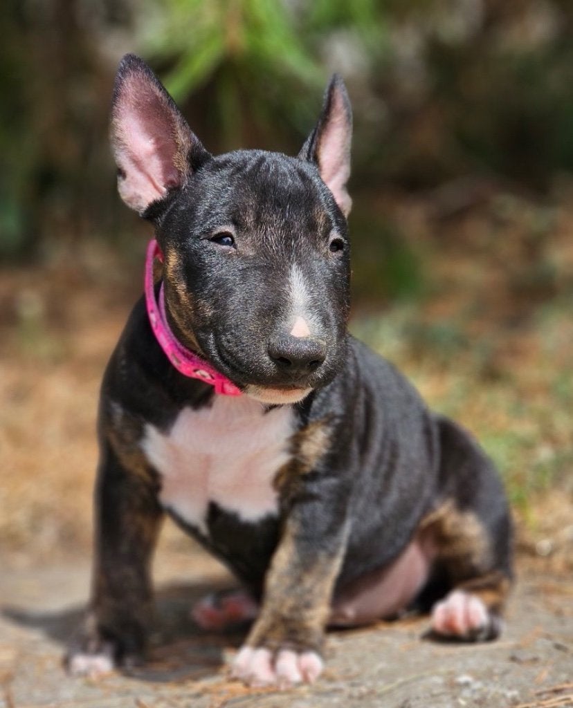 Prachtige Miniature Bullterrier pup, Dieren en Toebehoren, Honden | Jack Russells en Terriërs, Jack Russell Terriër, 8 tot 15 weken