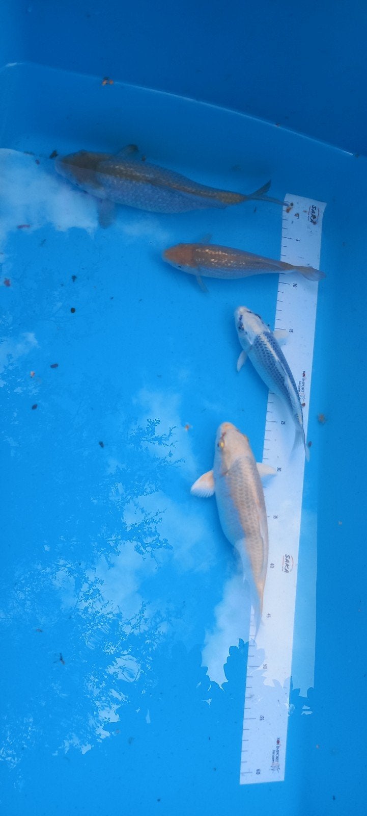 4 x tosai koi, Dieren en Toebehoren, Vissen | Vijvervissen, Karper of Koi