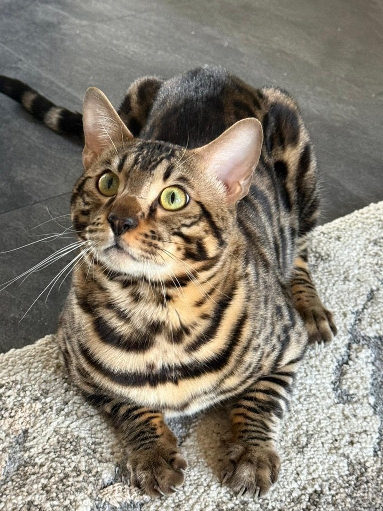 Bengaal kater met stamboom, Kater, Met stamboom, 0 tot 2 jaar