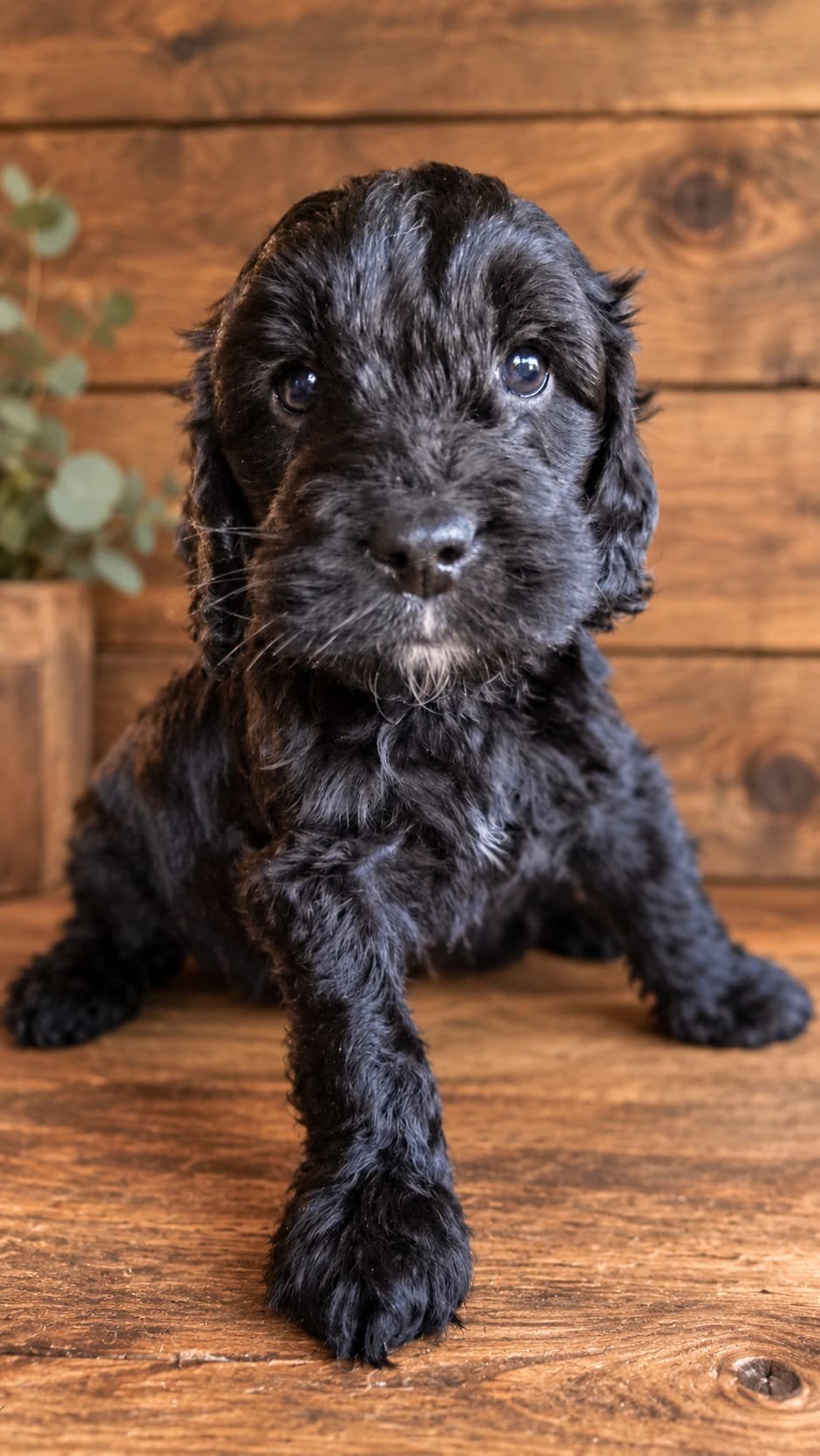 Kleine Cockerpoo pups, Dieren en Toebehoren, Overige rassen, 8 tot 15 weken, Meerdere dieren, Eén hond