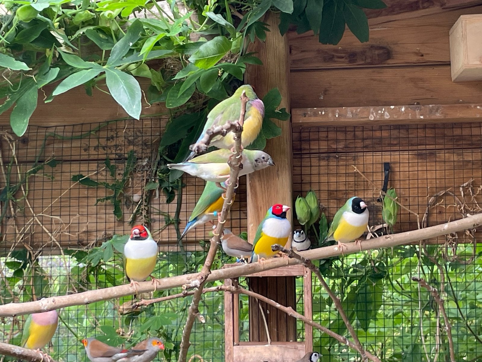 Gouldamadines, kleine cubavinken, bichenows en bastaarden., Dieren en Toebehoren, Vogels | Overige Vogels, Meerdere dieren, Tropenvogel