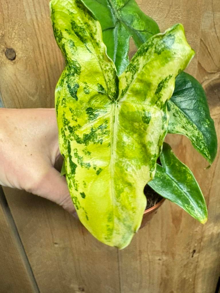 Alocasia tigrina superba variegata plant aurea yellow lime, Ophalen of Verzenden, Halfschaduw, Minder dan 100 cm